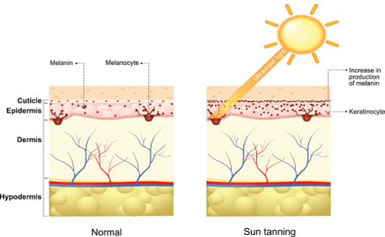 How Does Tanning Occur