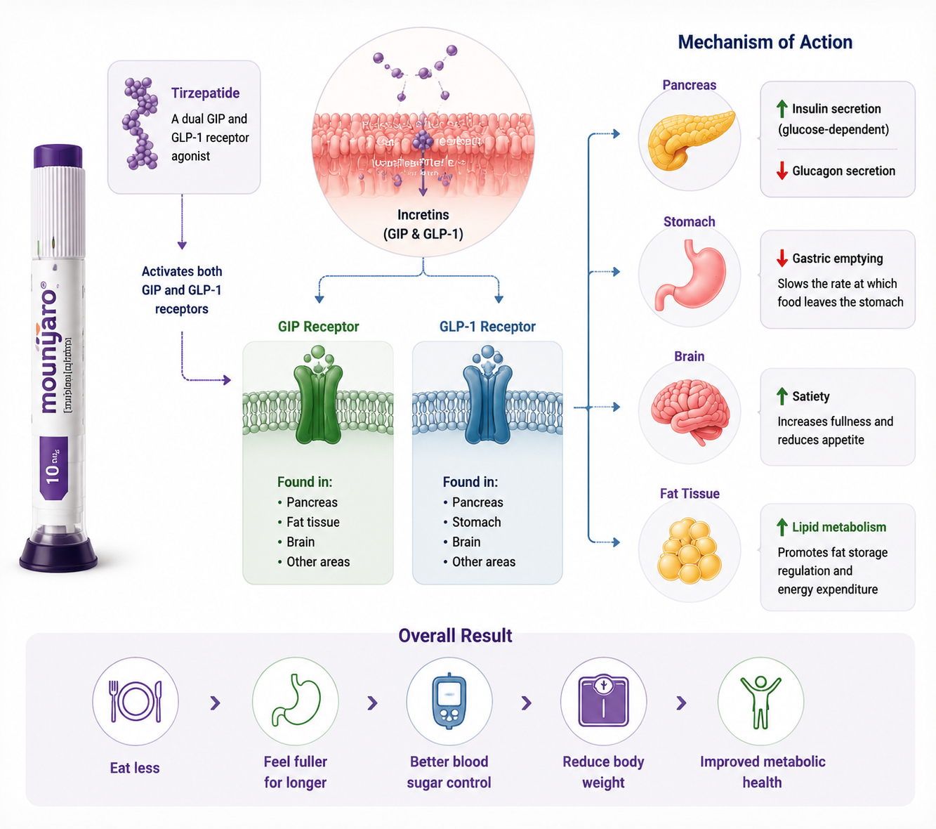 Diagram of tirzepatide mechanism: dual GIP and GLP-1 receptor agonist affecting pancreas, stomach, brain, and fat tissue to lower appetite and improve metabolic health.