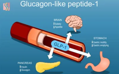 Cross-sectional diagram of a blood vessel showing GLP-1 signaling to brain (satiety/appetite), stomach (motility/emptying), and pancreas for digestion and regulation.
